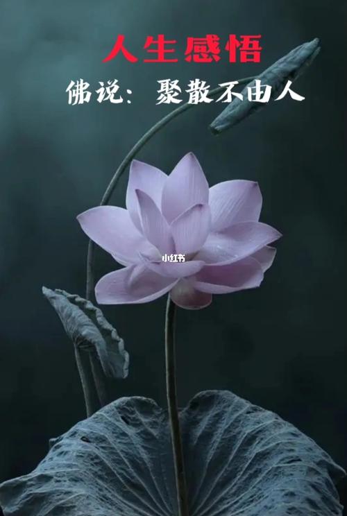 佛说长得特别漂亮的人多劫难
