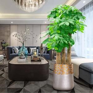办公室可以摆放的聚财植物