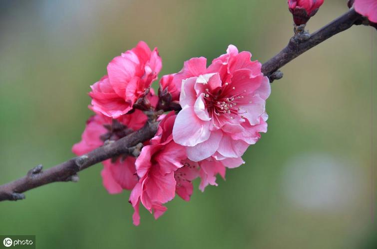属蛇人2021的幸运花是啥花