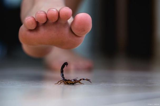 梦见蛇咬了脚