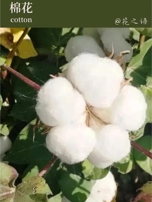 棉花的花语是什么?棉花如何养护?