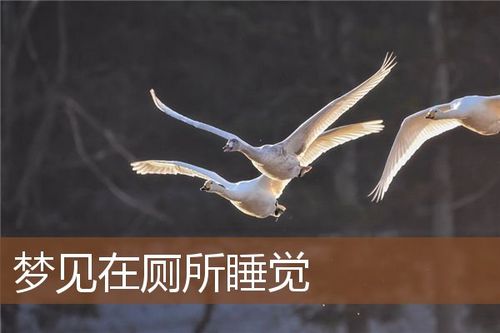梦见厕所里睡觉