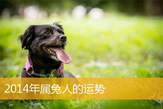 属兔人2014年的运势