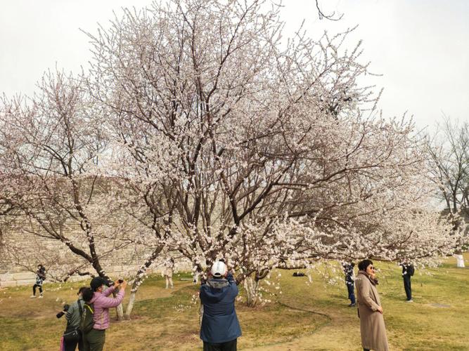 2022年过年桃花凋谢