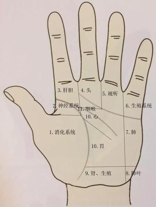 从手的分区如何看主导个性