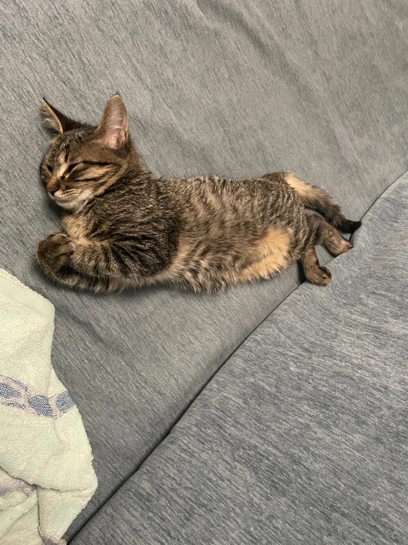 梦见猫在床上 梦见猫在床上撒尿