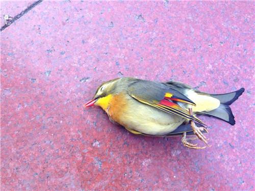 梦见鸟撞墙死了