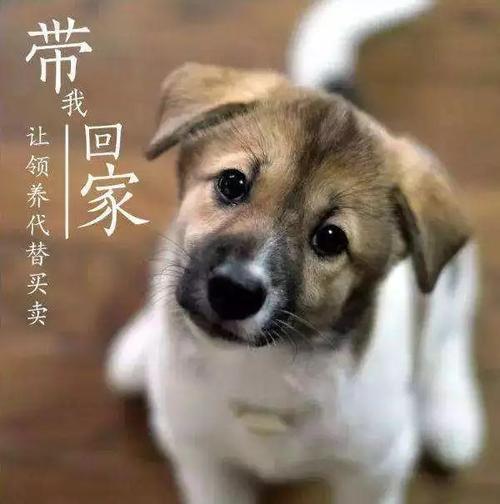 属狗女挽救爱情的方式有哪些