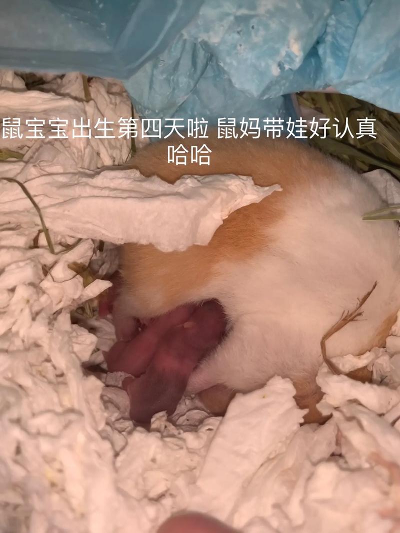 鼠妈妈适合生个龙宝宝吗?几月出生好?
