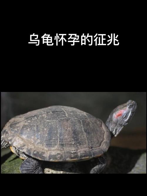 梦见乌龟是怀孕的征兆