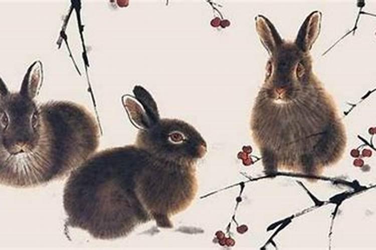 属兔在什么行业发展好
