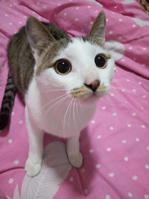 梦见粉红色的猫是什么意思