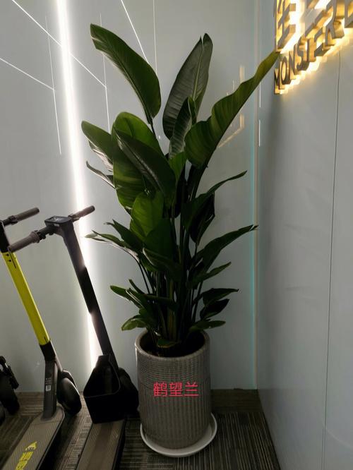 办公室养花风水上五大吉祥植物