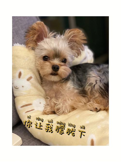 属羊每晚都说梦话说明了什么