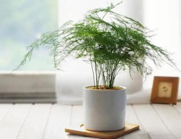办公室摆放什么植物会旺风水?