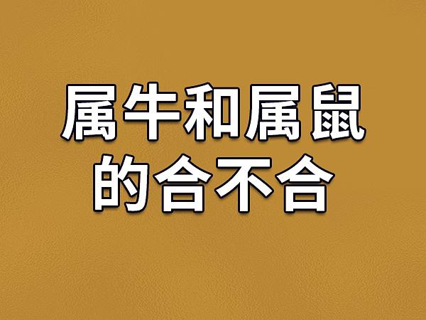 属鼠和属牛的合不合