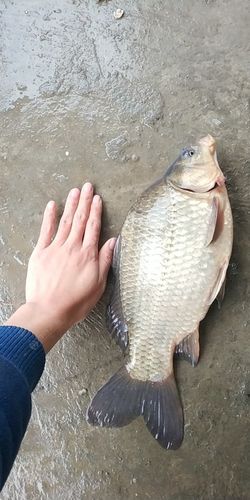 梦见钓到几条大鱼是什么意思