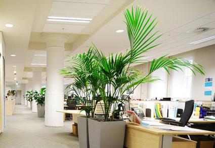 办公室风水植物布置需要注意些什么?