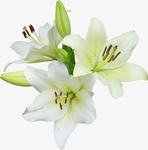 送百合花代表什么