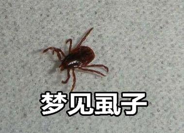 梦见捉虱子