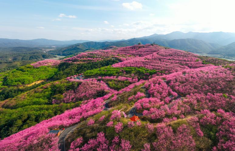 梦见田里捡花生