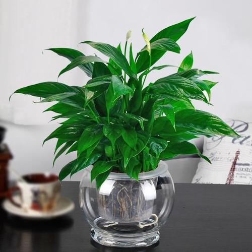 玄关放什么植物好能招财旺风水