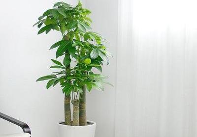 花盆摆在哪里风水最好