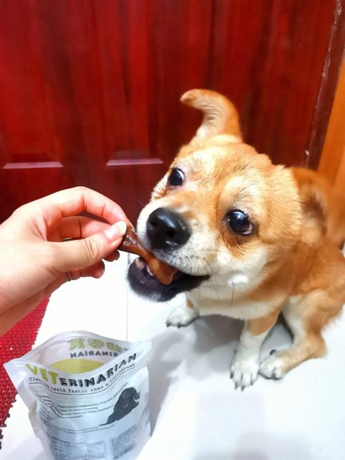 梦见给狗喂吃的
