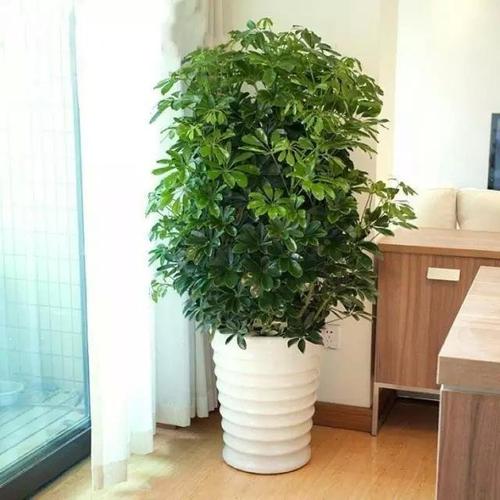 装修风水植物 摆什么植物风水好