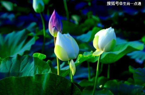 哪些生肖属于不循规蹈矩