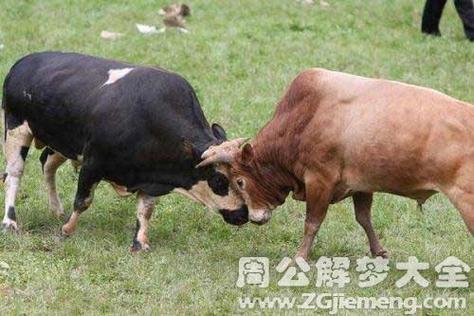 梦见牛顶自己是什么意思