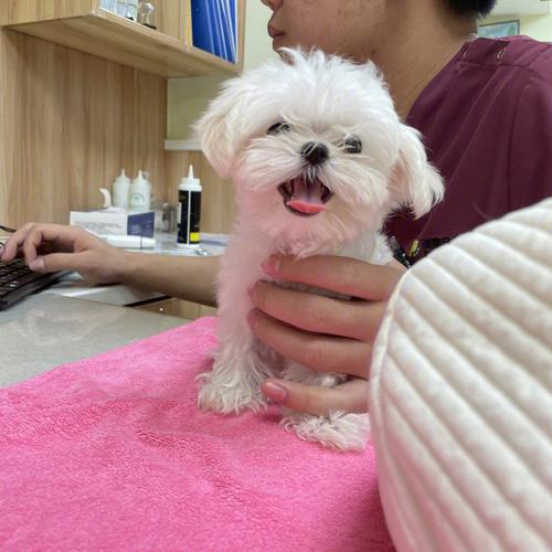 属狗人感冒到什么程度才会去看医生?