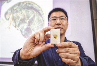 中国学者发现亿年前琥珀花蚤