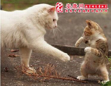 梦见一只大猫