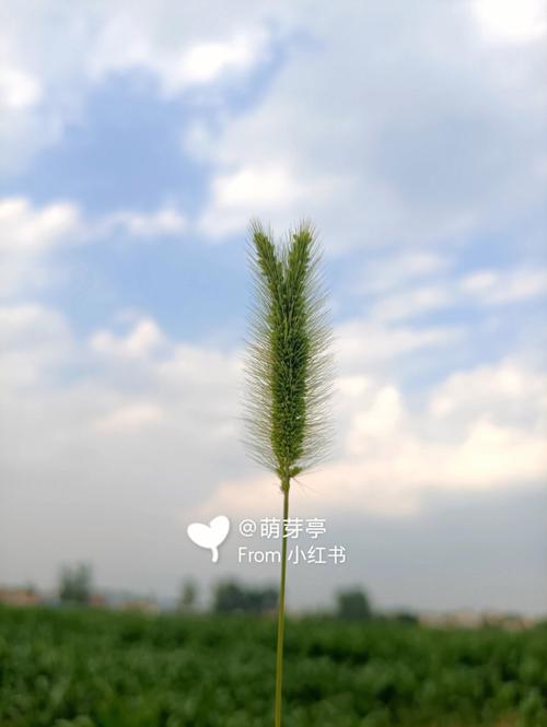 梦见穗分叉为二是什么意思
