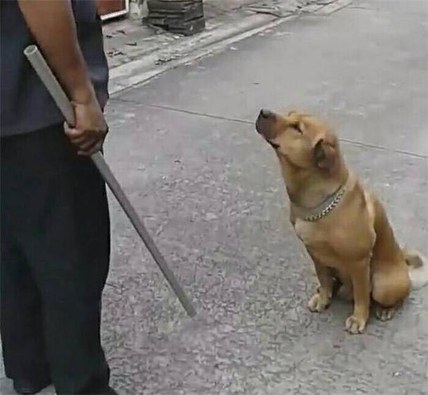 梦见用棍子打狗好不好