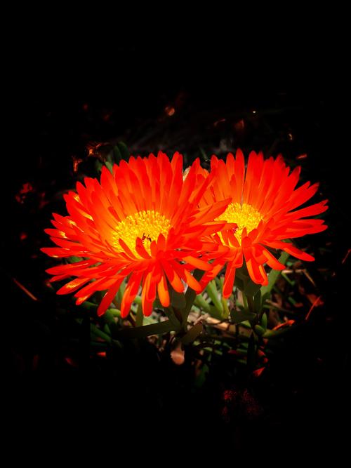 松叶菊的花语是什么?