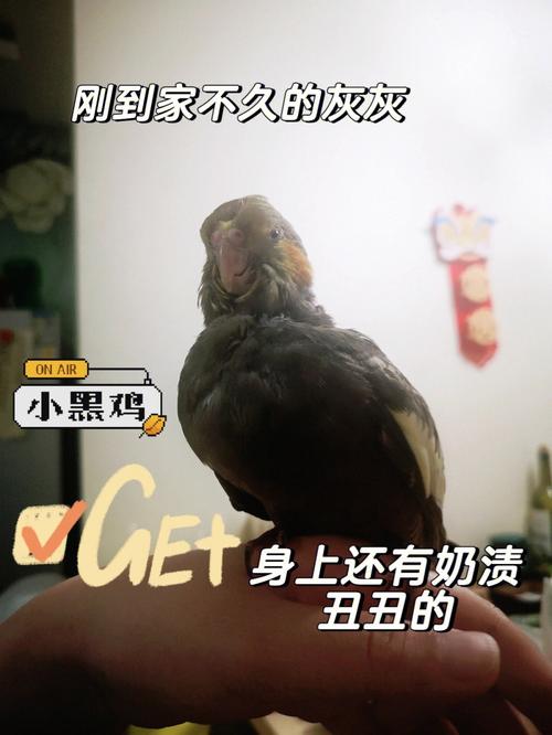 梦见买黑鸡