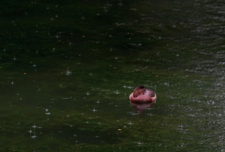 梦见梅雨绵绵是什么意思