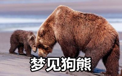 梦见大熊
