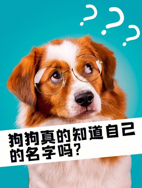 狗狗的名字分享