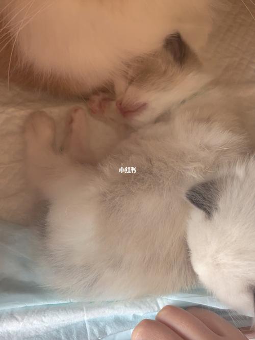 梦见猫崽