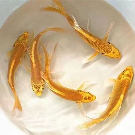 金鱼是风水鱼吗