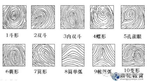 12种指纹类型图解