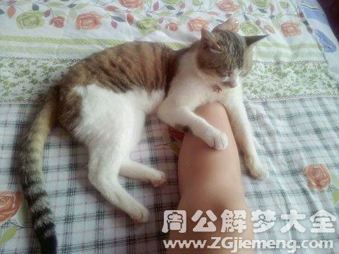 梦见猫咬我脚 周公解梦之梦到猫咬我脚