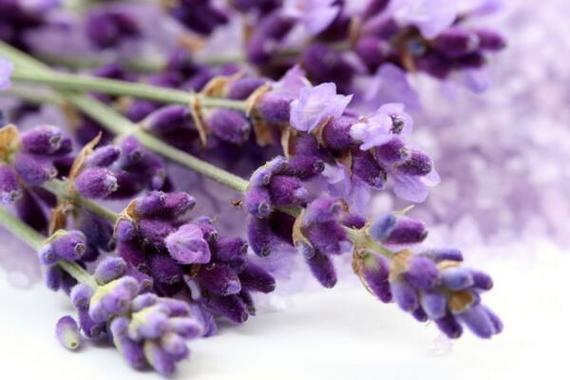 薰衣草花语象征着真爱,可以作为定情信物送给恋人