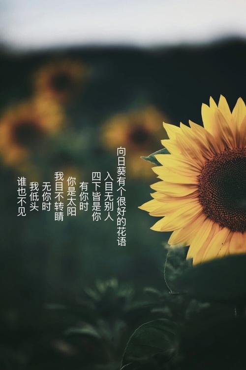 向阳花,它的花语,它的故事!