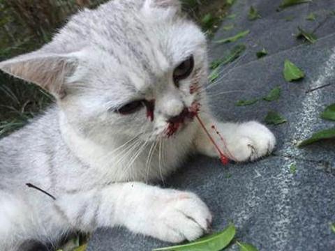 梦见自己的猫受伤