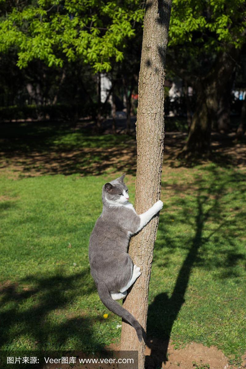 梦见野猫爬树是什么意思