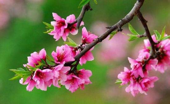 咸池桃花是什么意思?咸池桃花是好是坏